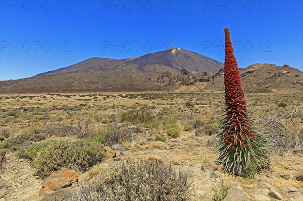 Volcano Pico del Teide