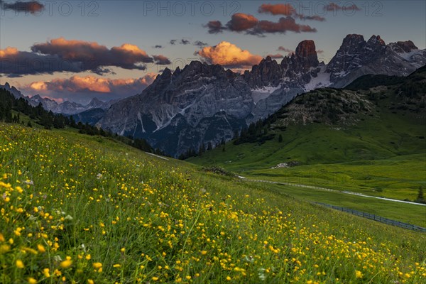 Yellow flower meadow in front of mountain panorama with Kristallo massif