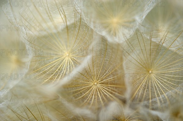 Meadow salsify (Tragopogon pratensis)