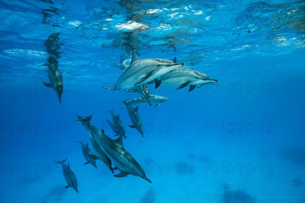 Pod of Spinner Dolphins (Stenella longirostris) swim under surface of the blue water