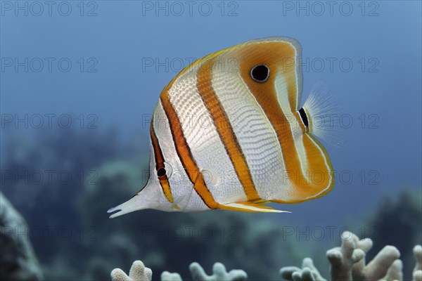 Copperband Butterflyfish (Chelmon rostratus)