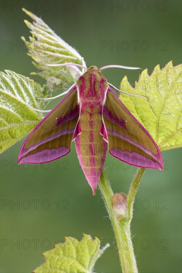 Elephant hawk-moth (Deilephila elpenor) on vine