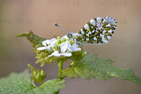 Orange tip (Anthocharis cardamines)