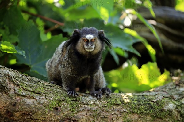 Wied's marmoset (Callithrix kuhlii)