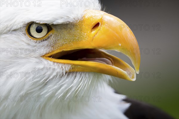 Bald eagle (Haliaeetus leucocephalus)