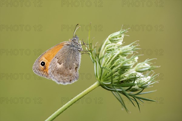 Small heath (Coenonympha pamphilus) on wild carrot (Daucus carota carota)