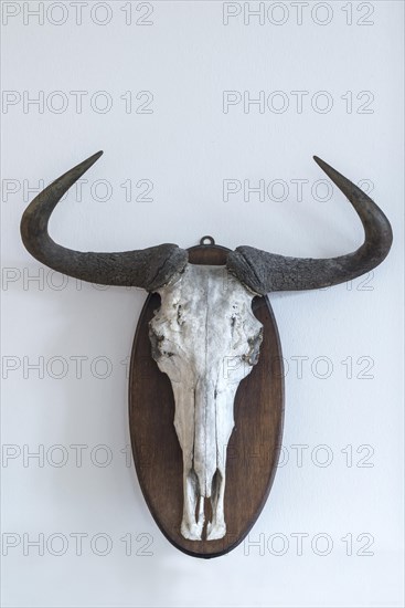 Wildebeests skull (Connochaetes)