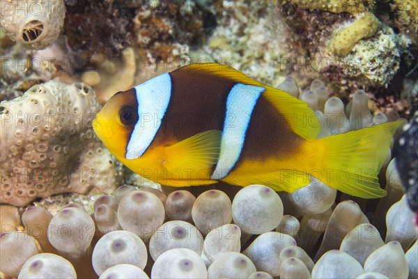 Red Sea Anemonefish (Amphiprion bicinctus)