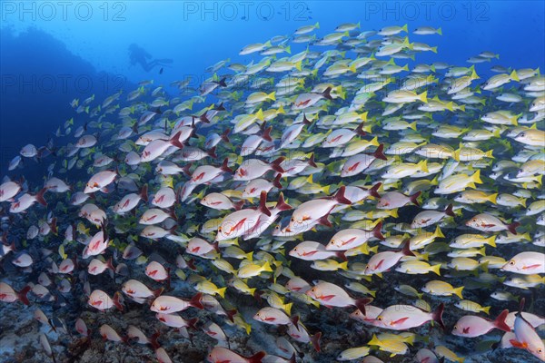 Mixed shoal of Bluestripe snapper (Lutjanus kasmira) and Humpback Red Snapper (Lutjanus gibbus)