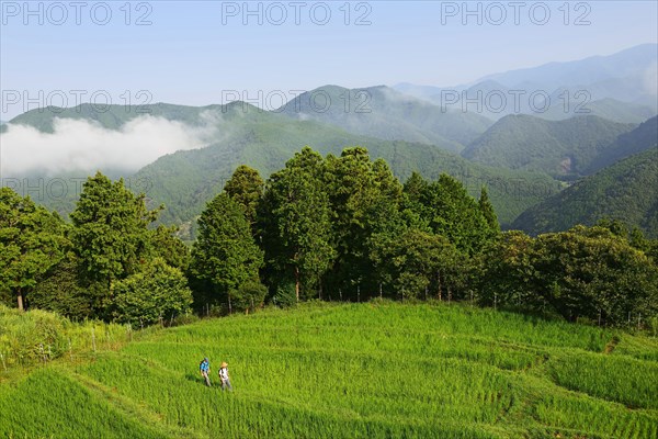 Pilgrims on the Nakahechi Route