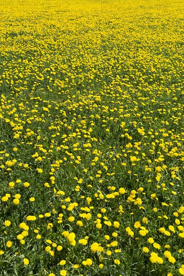 Dandelion meadow (Taraxacum sect. Ruderalia)