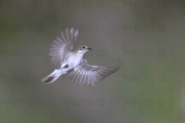 European Pied Flycatcher (Ficedula hypoleuca)