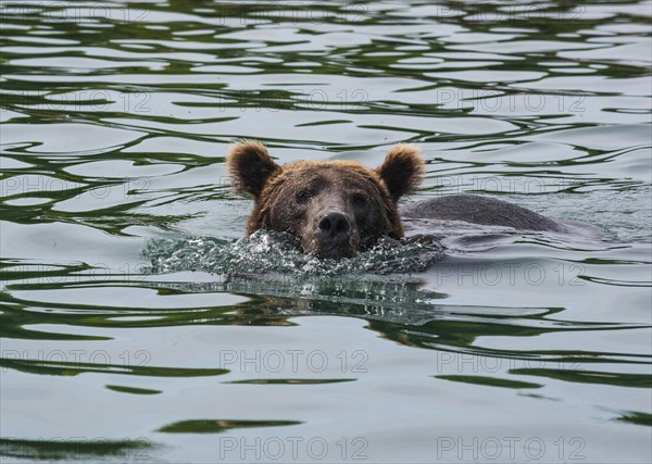 Kamchatka brown bear (Ursus arctos beringianus) in water