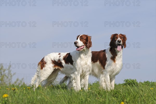 Irish Red and White Setter