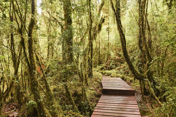 Wooden path through forest with moss