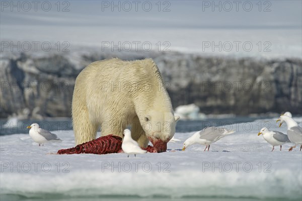 Polar bear (Ursus maritimus) feeding the carcass of a captured seal in the snow