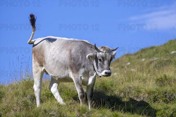 Tyrolean grey cattle