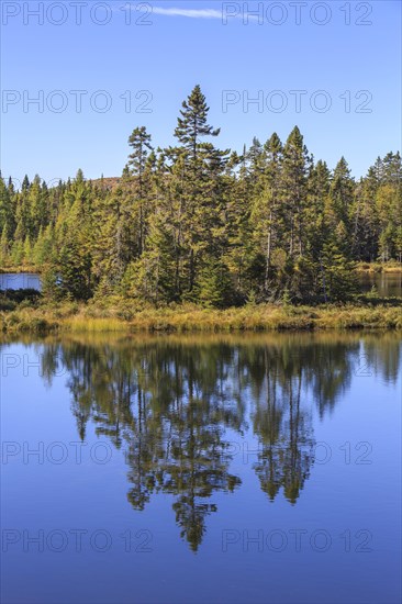 Water reflection of the trees in the lake