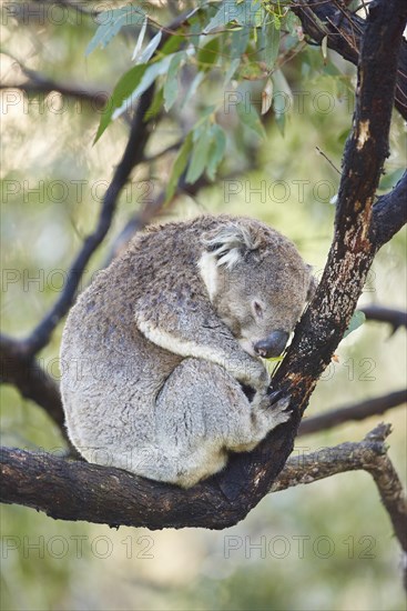 Koala (Phascolarctos cinereus) sleeping on a bamboo tree