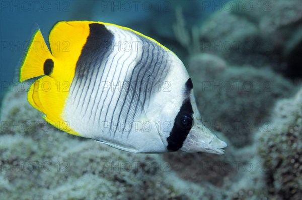 Pacific double-saddle butterflyfish (Chaetodon ulietensis)