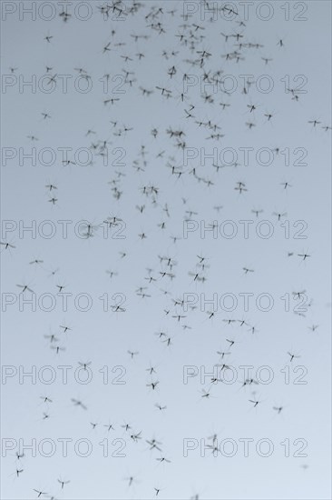 Mosquito swarm (Culicidae)