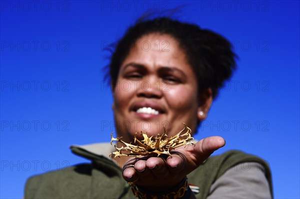 Ranger of the !Xaus Lodge shows a devil's claw (Harpagophytum procumbens)