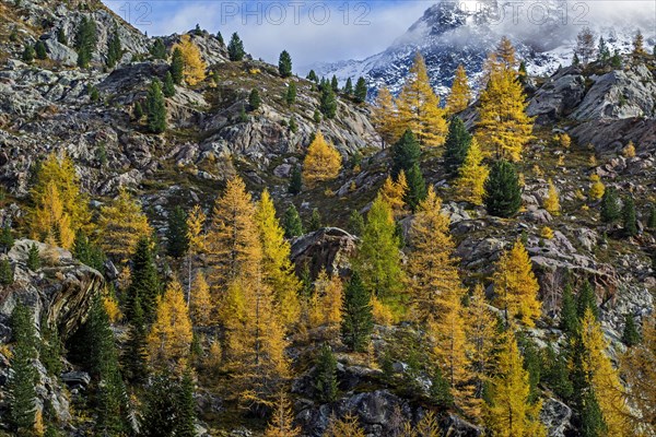 Larch in autumn