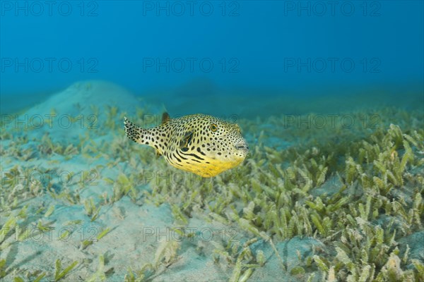 Juvenile Star Pufferfish (Arothron stellatus) swim over bottom with sea grass