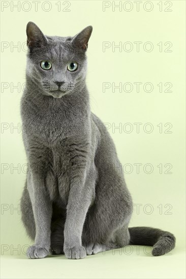 Pedigree cat Russian Blue (Felis silvestris catus)