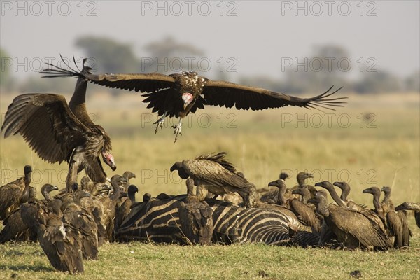 Lappet-faced Vulture (Torgos tracheliotus)