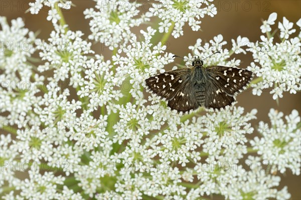 Grizzled Skipper (Pyrgus malvae)