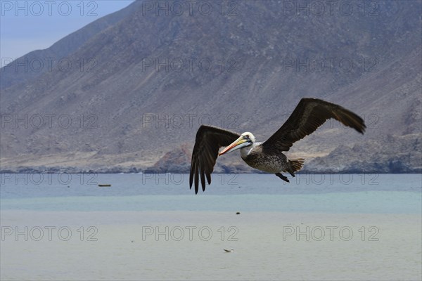 Peruvian Pelican (Pelecanus thagus)