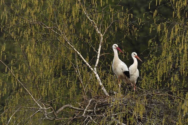 White storks (Ciconia ciconia)