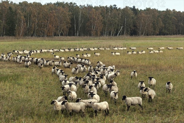 Black-headed sheep (Ovis)