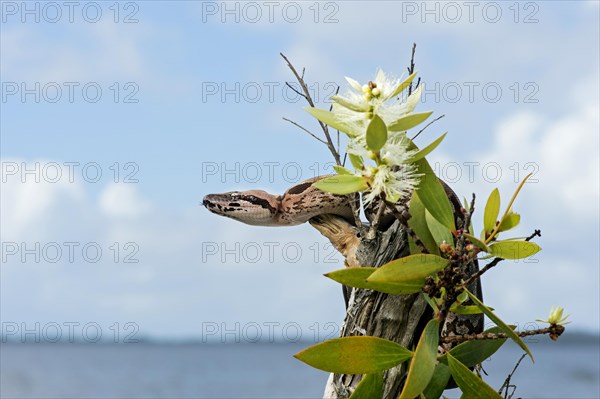 Malagasy ground boa (Acrantophis madagascariensis) young animal on blooming tree stump