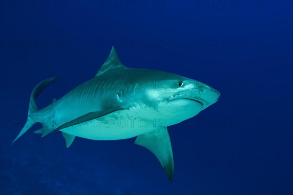 Tiger Shark (Galeocerdo cuvier) swims in the blue water