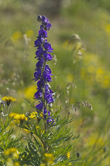 Monkshood (Aconitum napellus)