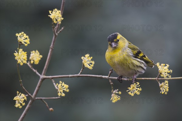 Eurasian siskin (Carduelis spinus)