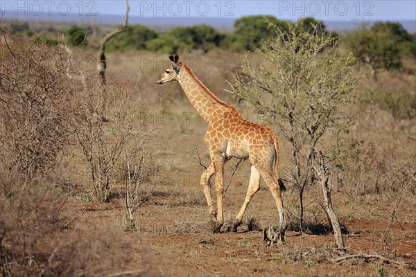 Southern giraffe (Giraffa camelopardalis giraffa)