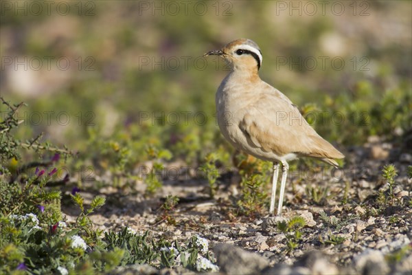 Cream-coloured Courser (Cursorius cursor)