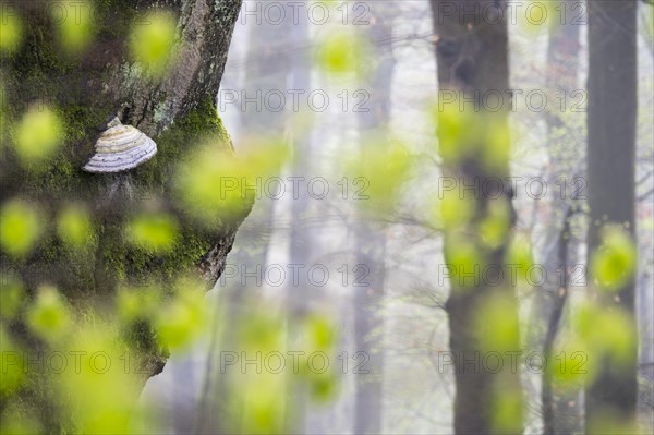 Tinder Fungus (Fomes fomentarius) in the spring forest