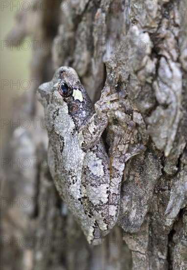 Gray treefrog (Hyla versicolor)