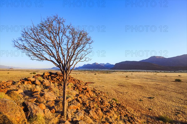 Tree on a stone hill