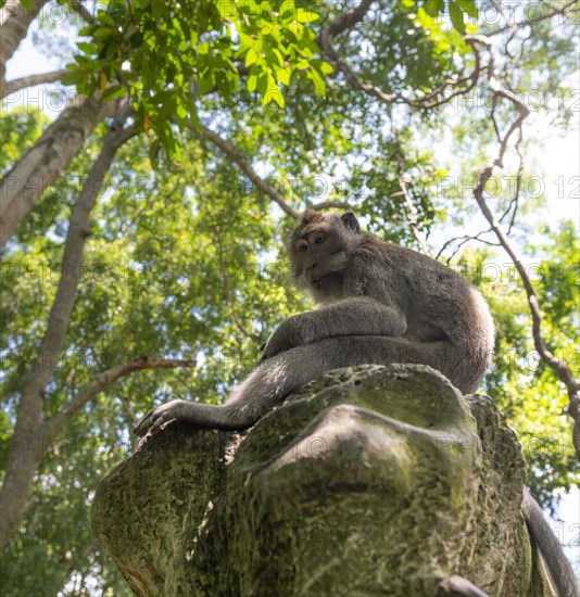 Crab-eating macaque (Macaca fascicularis)