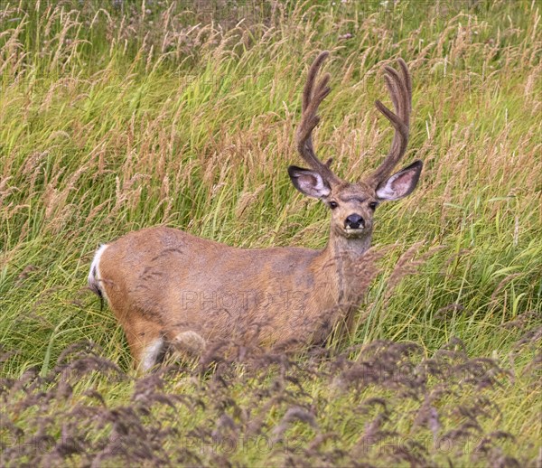 Mule deer (Odocoileus hemionus)