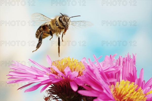 Honey bee (Apis mellifera)