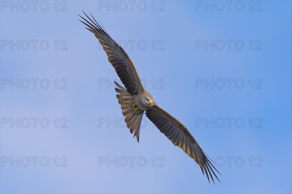 Black kite (Milvus migrans) in flight