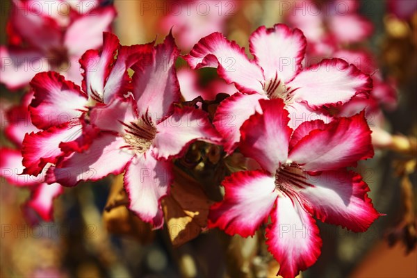 Desert rose (Adenium obesum)