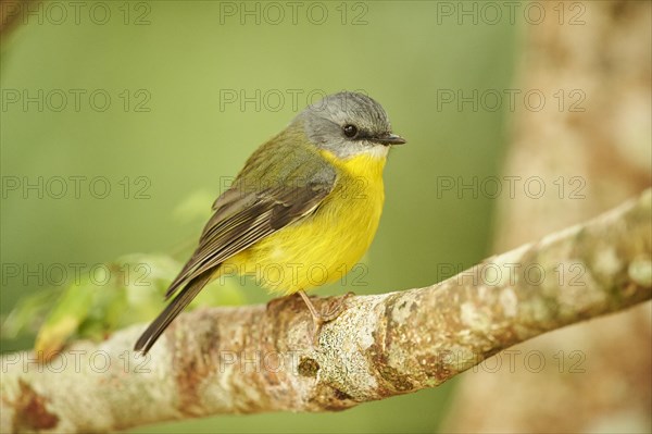 Eastern yellow robin (Eopsaltria australis)