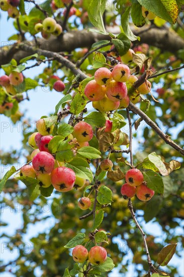 European Wild Pear (Pyrus pyraster) on tree